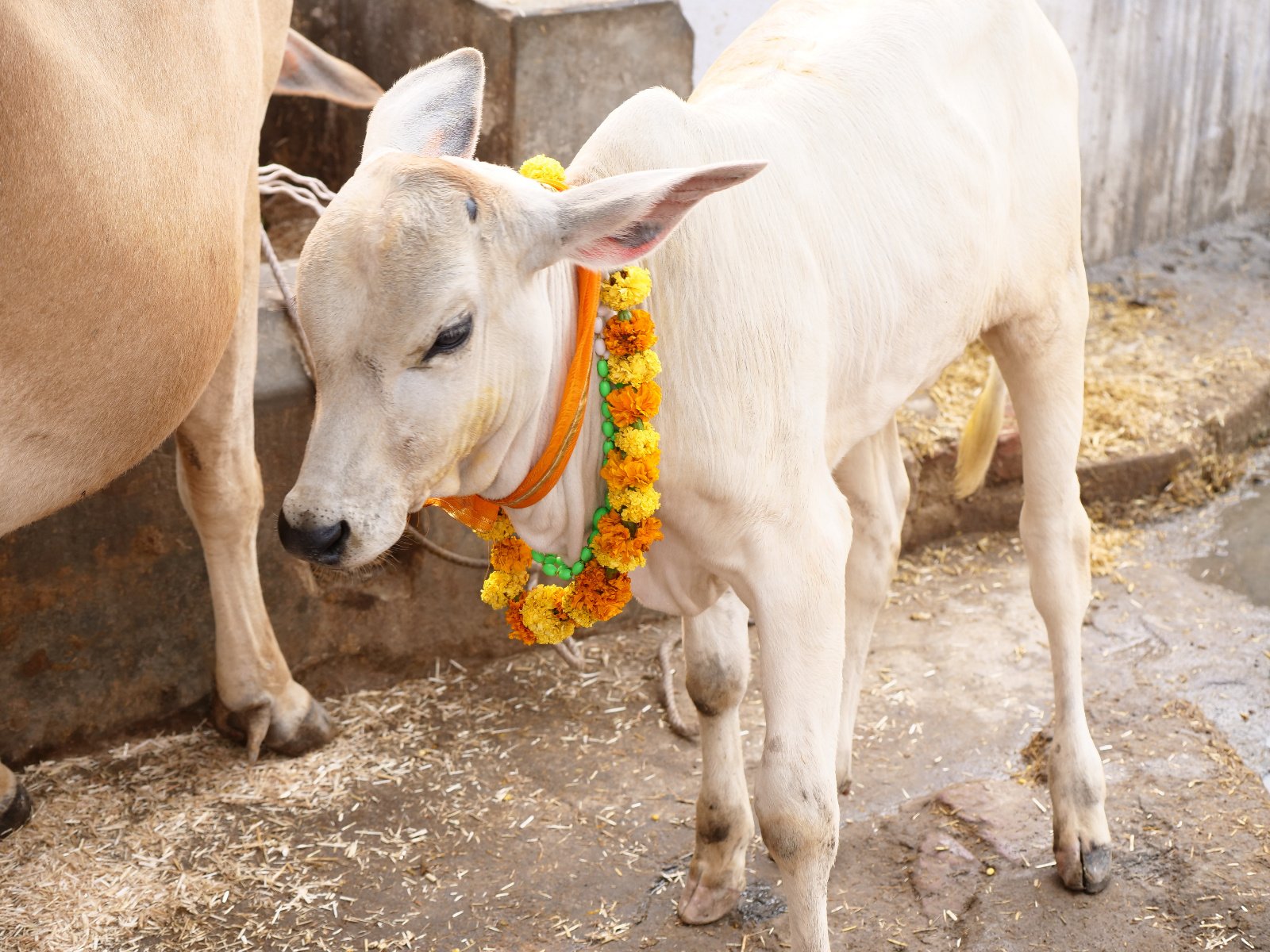  112 Gopashtami Radha kunda Govardhan 19.11.04